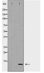 SCGB1A1 Antibody