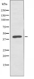 WWOX Antibody