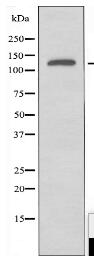 SH3TC1 Antibody