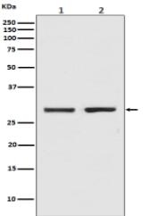 Bcl-XL Antibody
