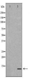 MIF Antibody