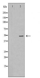 PICK1 Antibody