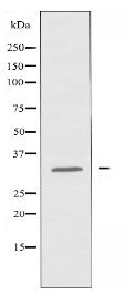 OR10J1 Antibody