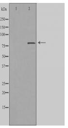 ZC3H11A Antibody