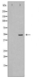 VDR Antibody
