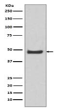 AP 2 Antibody
