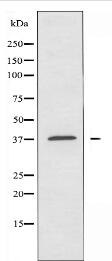 OR10G7 Antibody