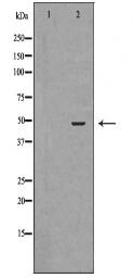 SERPINF1 Antibody