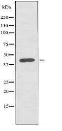 VPS26B Antibody