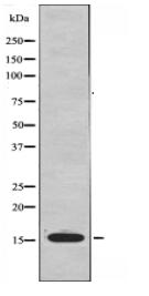 NDUFA4L2 Antibody