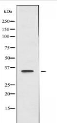 NEURL2 Antibody