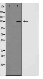 MKL1 Antibody