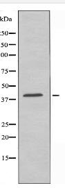 VASH1 Antibody