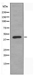 SEPT2 Antibody