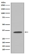 Caspase-7 Antibody