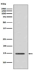 Histone H3 (acetyl K14) Antibody