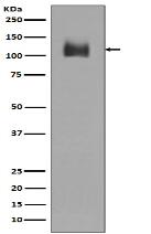 LAMP2a Antibody