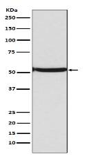 p53 (acetyl K382) Antibody