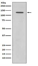 Rad21 Antibody