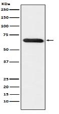 RBPJK Antibody