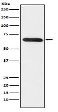 RBPJK Antibody