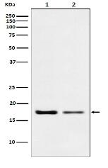 Destrin Antibody