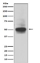 RUNX1/RUNX2/RUNX3 Antibody