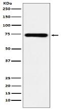 SAMHD1 Antibody