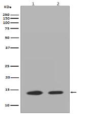 Histone H2A.Z Antibody