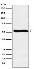 Lumican Antibody