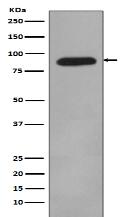 HIF-1 beta Antibody