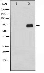 Phospho-C-RAF (Ser296) Antibody