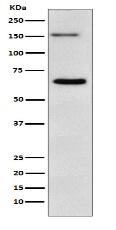 NUP153 Antibody