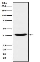 TRBP Antibody