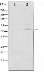 Phospho-Cyclin B1 (Ser126) Antibody