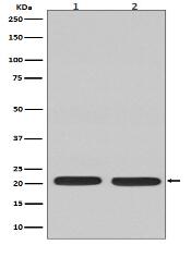 Ras Antibody