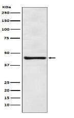 eIF4A3 Antibody