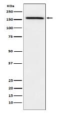 ADAMTS13 Antibody