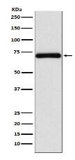 Frizzled 8 Antibody