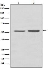 PRP19 Antibody