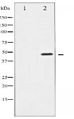 Phospho-Aurora Kinase (Thr288) Antibody