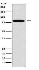 Zyxin Antibody