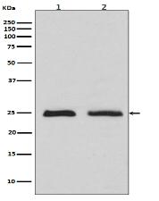 Rab4 Antibody