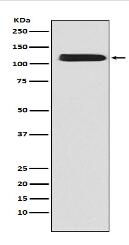 NCX1 Antibody