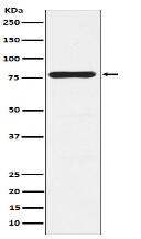 PKC gamma Antibody