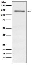 Raptor Antibody
