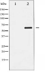 Phospho-Cyclin B1 (Ser147) Antibody