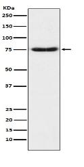 Netrin 1 Antibody
