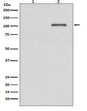 Phospho-IRE1 (S724) Antibody