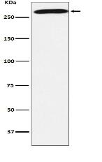 PRPF8 Antibody